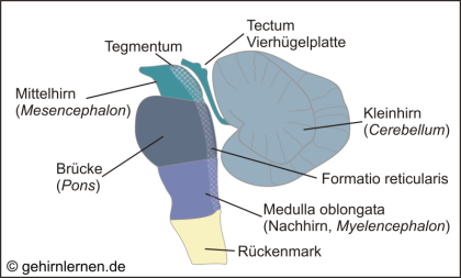 Mesencephalon, Pons, Medulla oblongata, Tegmentum, Tectum