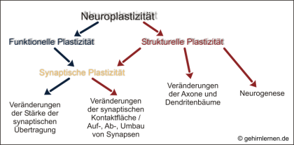 Plastizität, Neuroplastizität, neuronale Plastizität