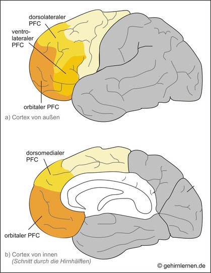 Präfrontalcortex, PFC, Präfrontalkortex