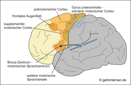 Motorischer Cortex, Frontallappen, Gyrus praecentralis